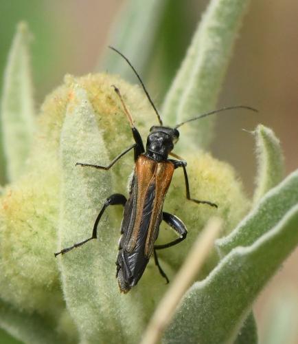 Oedemera simplex